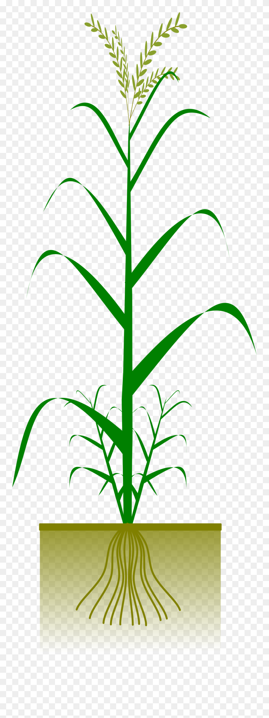 Types Of Roots In Plants Clipart