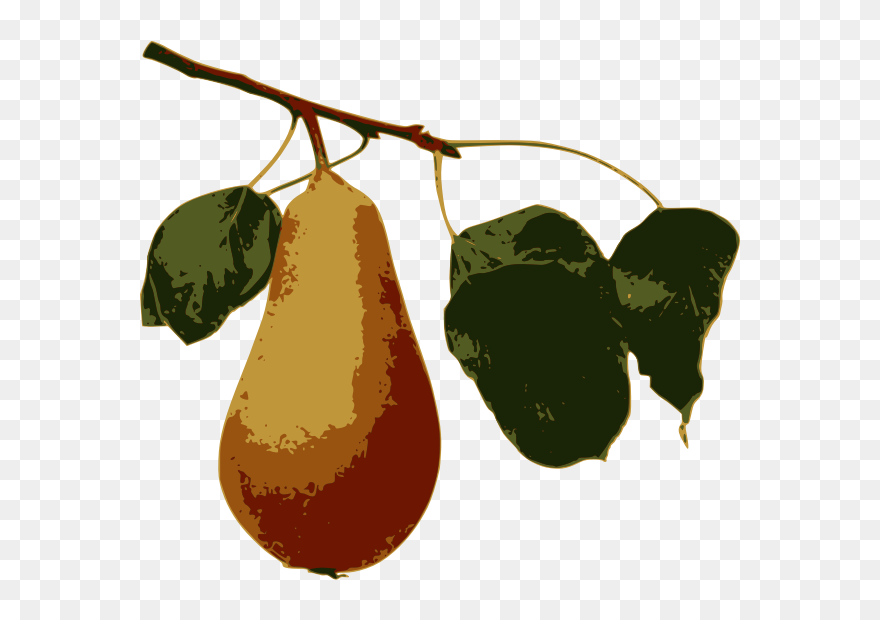 Pear On A Branch - Illustration Clipart