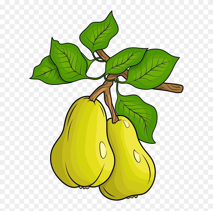 Two Pears Clipart - Fruit Of A Tree Clipart - Png Download