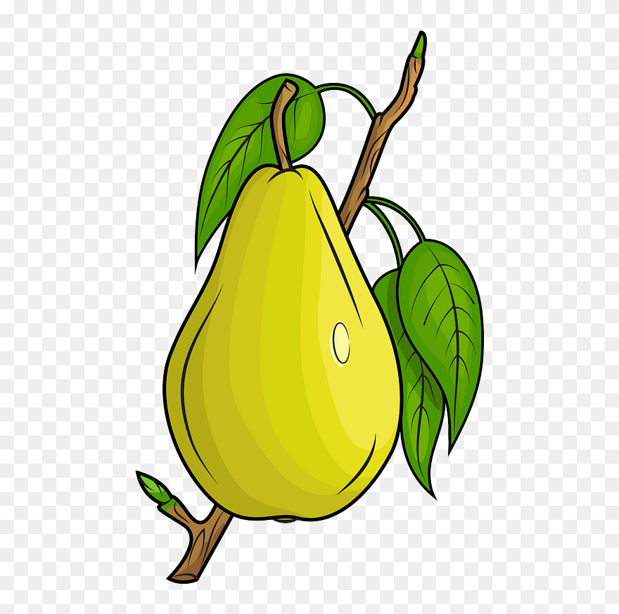 Pear On The Branch Clipart - Png Download