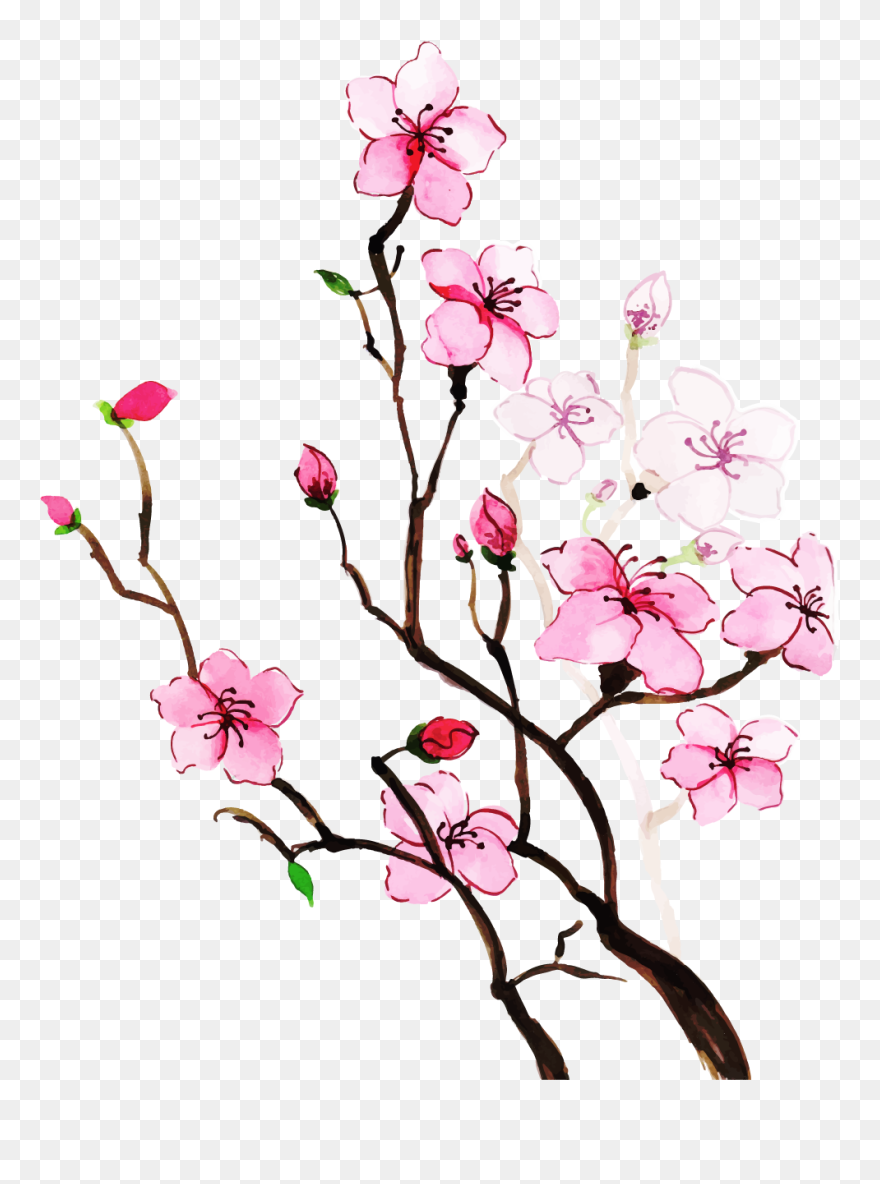 Cherry Blossom Clipart