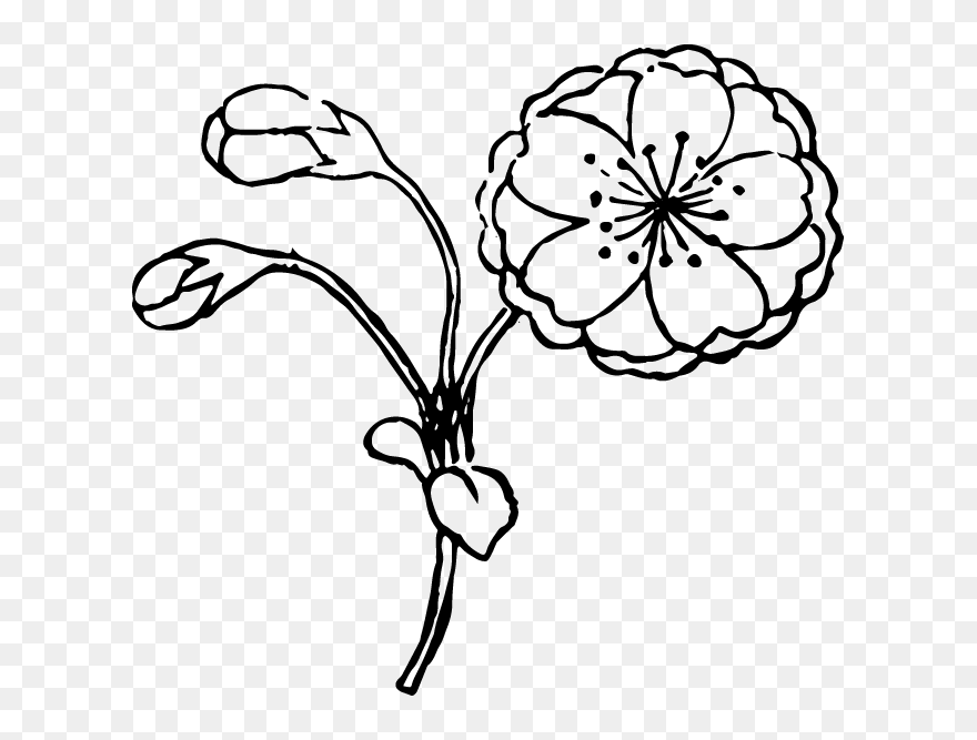 Free Ukiyo E Illustrations Of Cherry Blossom - Drawing Clipart