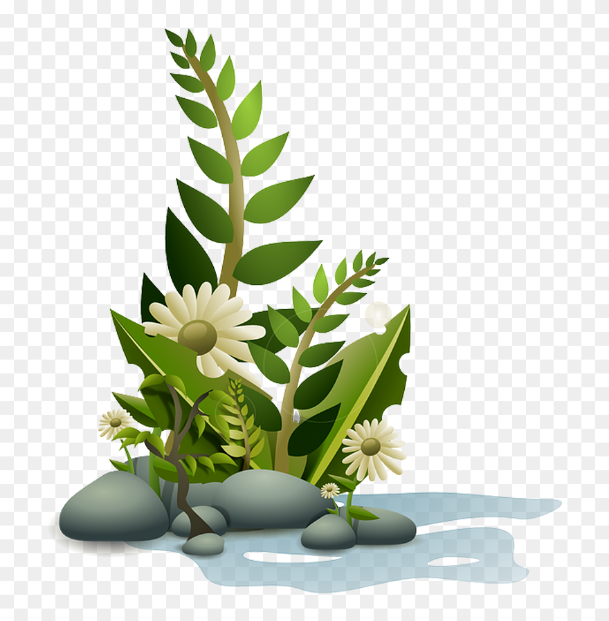 Aquatic Plants Clip Art - Aquarium Plants Clipart Png Transparent Png