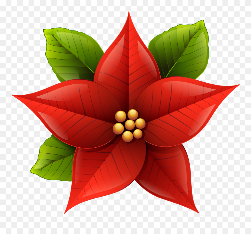 Poinsettia Plant Clipart Image Free Stock Free Poinsettia - Transparent Background Christmas Poinsettia Clipart - Png Download