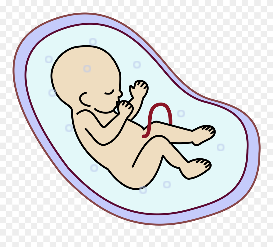 Collection Of Free Fetus Drawing Download On Ui Ex - Embryo Clipart - Png Download