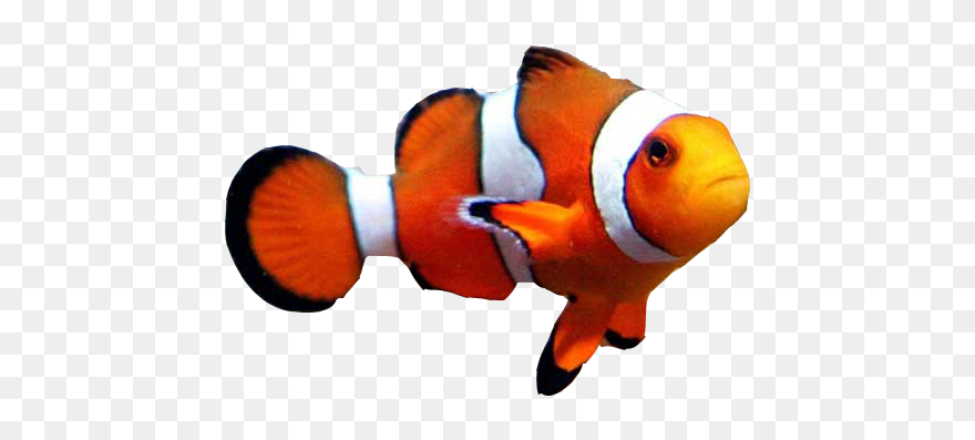 Goldfish Clownfish Aquarium Clown Loach - Clown Fish No Background Clipart