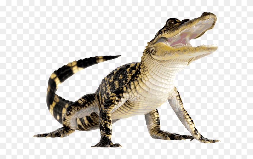 Komodo Dragon Clip Art - Alligator With Transparent Background - Png Download