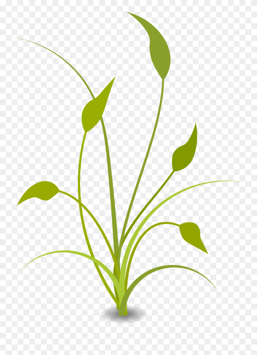 Nature Free Content Clip Art - Plant Clipart Transparent Background - Png Download