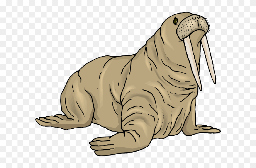 Walrus Clipart Swimming - Free Walrus Clipart - Png Download