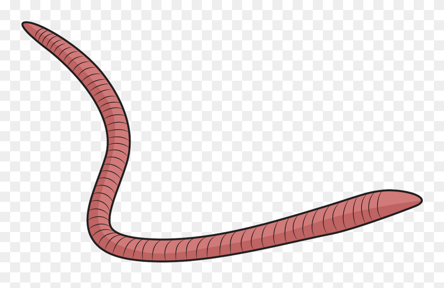 Red Wiggler Worm Clipart - Slender Blind Snake - Png Download
