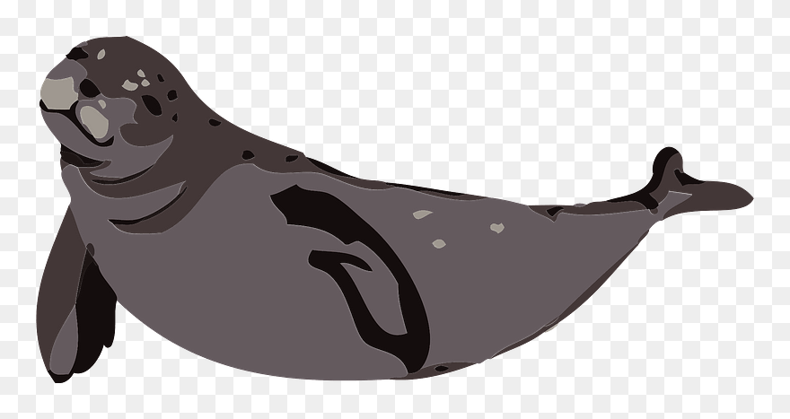 Earless Seal Animal Clipart - アザラシ イラスト フリー - Png Download