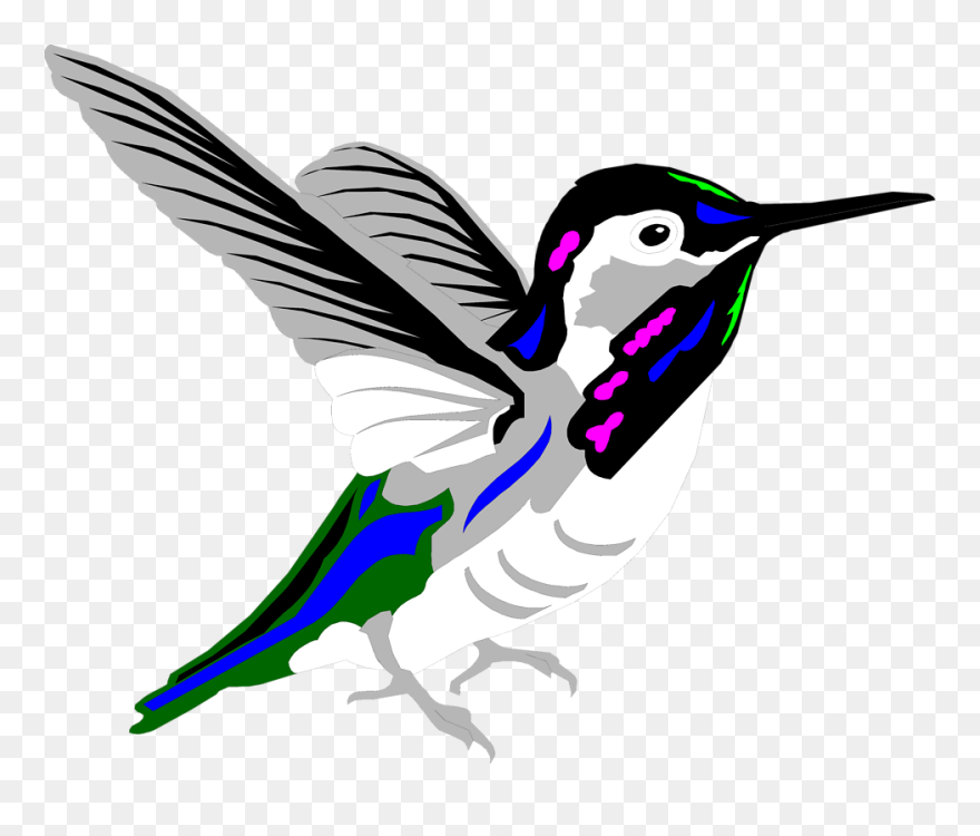 Free Stock Photos - Kolibri Kartun Clipart