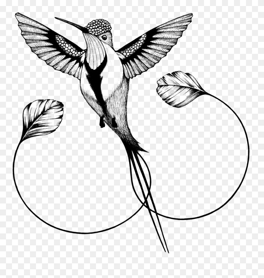 Hummingbirds Clipart Hummingbird Png Transparent Clip - Colibri Cola De Espatula Dibujo