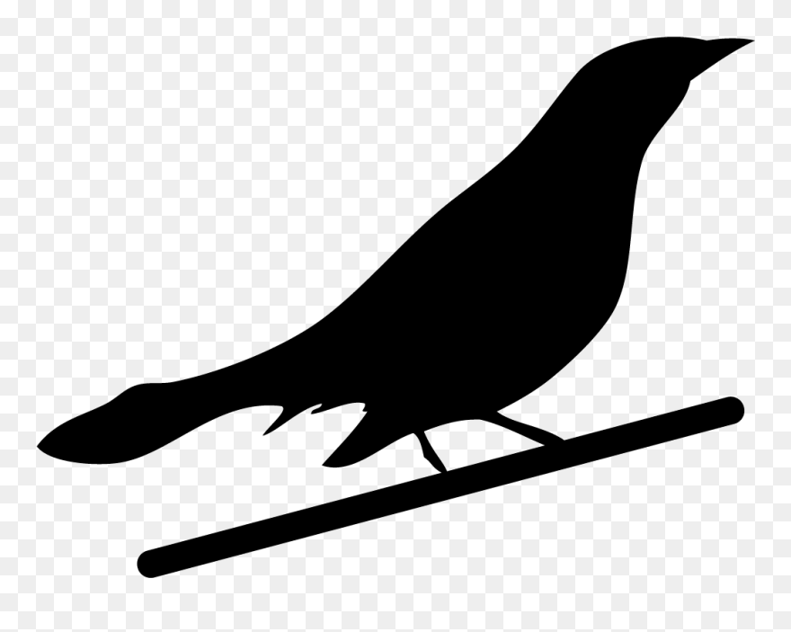 Clipart Grackle Clip Art Freeuse Boat-tailed Grackle - Clip Art - Png Download