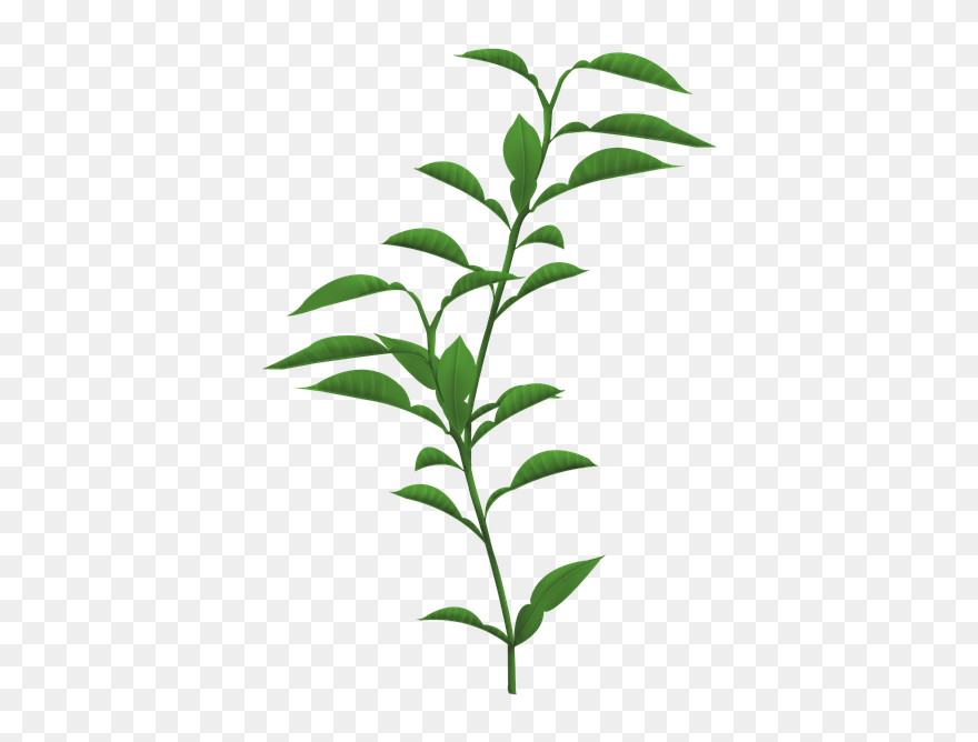Transparent Background Transparent Plant Clipart