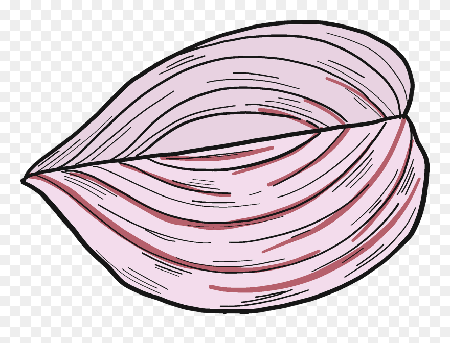 Half Onion Clipart - Png Download