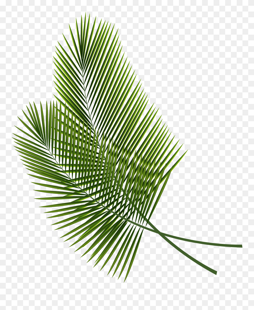 Leaf Clip Art - Palm Leaves Png Transparent Png