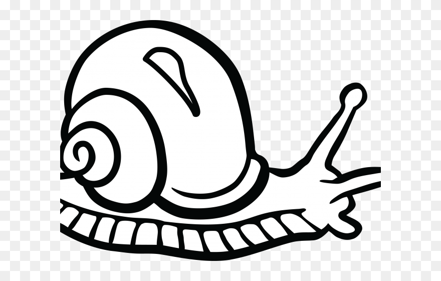 Pond Snail Clipart Black And White , Transparent Cartoon - Transparent Background Snail Clipart - Png Download