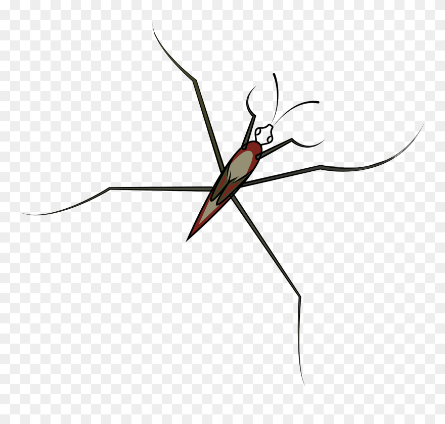 Clipart Pond Skater - Png Download