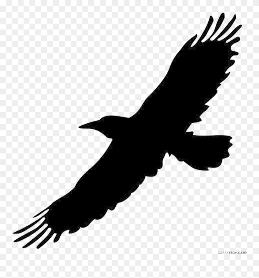 Clip Art Crow Bird Image Portable Network Graphics - Hawk - Png Download