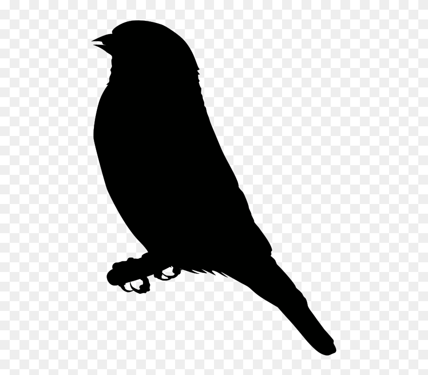 Finch Clip Art - Sitting Bird Silhouette Png Transparent Png