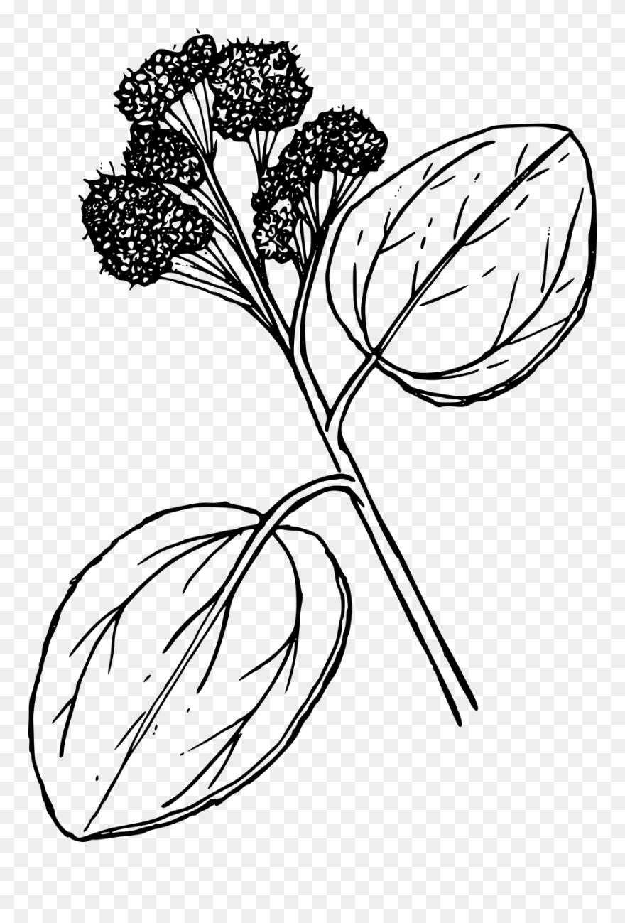 Monochrome - Clip Art - Png Download