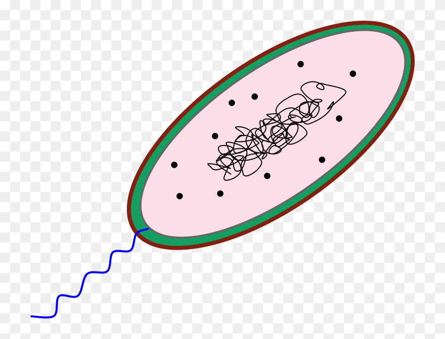Free Prokaryote Cliparts, Download Free Clip Art, Free - Bacteria Cell Clipart - Png Download