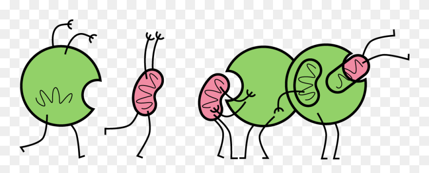 Vaccine Clipart Dead Bacteria - Autophagy Png Transparent Png