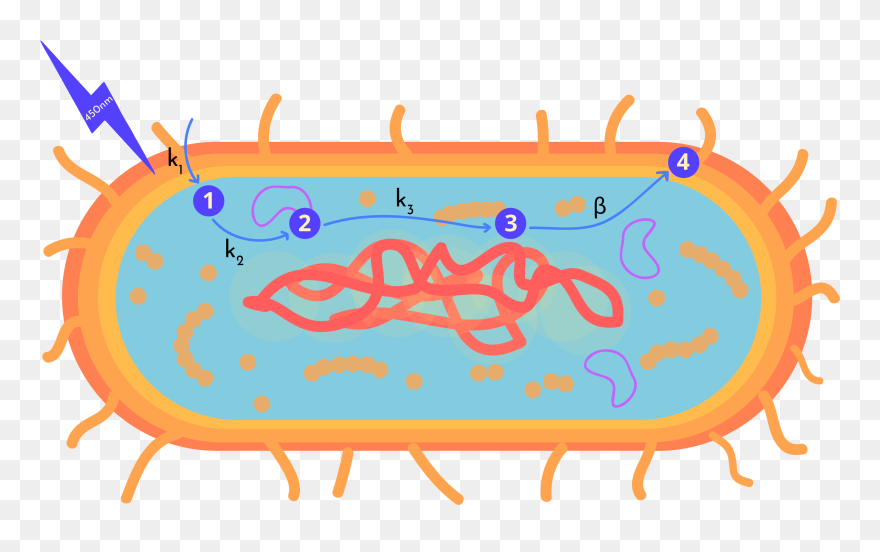 Clip Art - Png Download