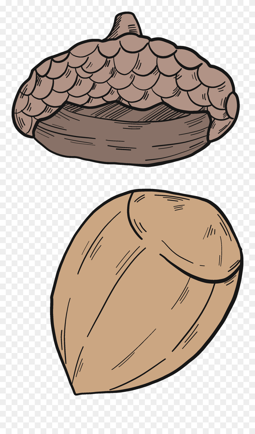 Clip Art - Png Download