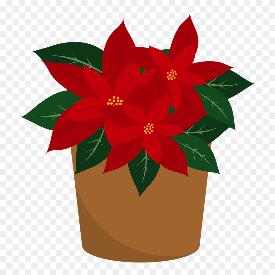 Poinsettia Flower Clipart - Christmas Poinsettia Flower Transparent Background - Png Download