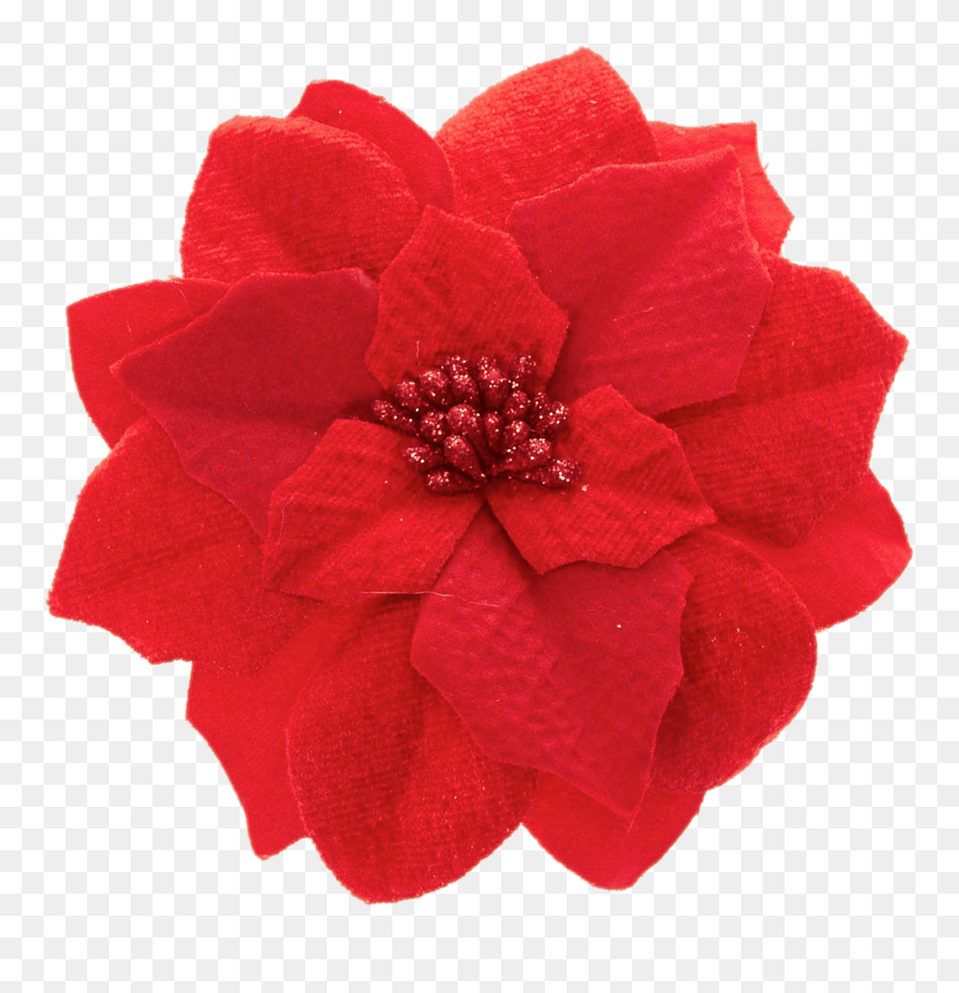 Transparent Christmas Poinsettia Clipart - Poinsettia - Png Download