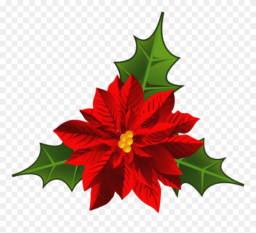 Christmas Poinsettia Png Hd - Flor De Nochebuena Png Clipart