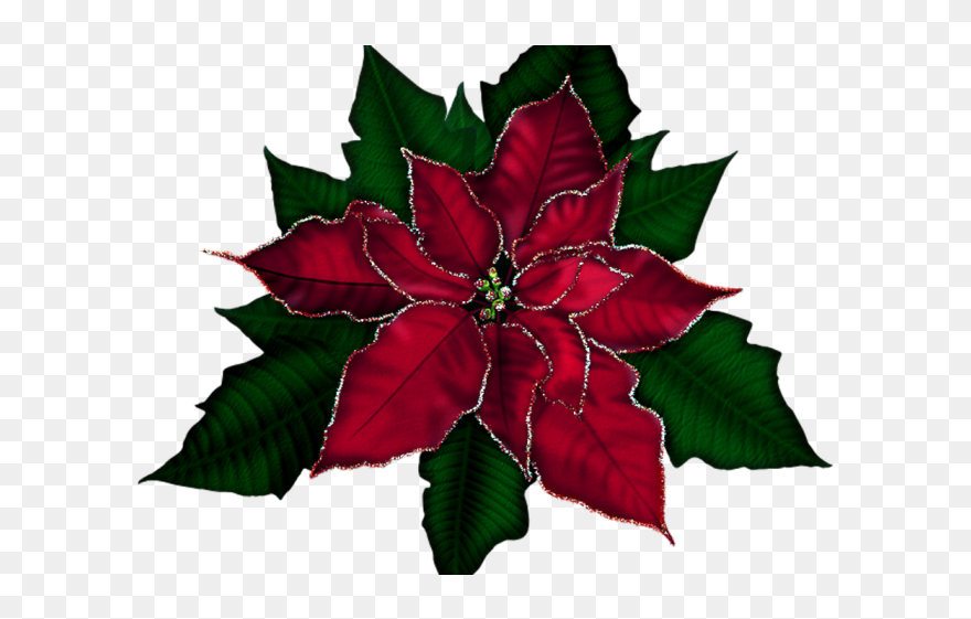 Free Poinsettia Clipart - Free Clipart Poinsettia - Png Download