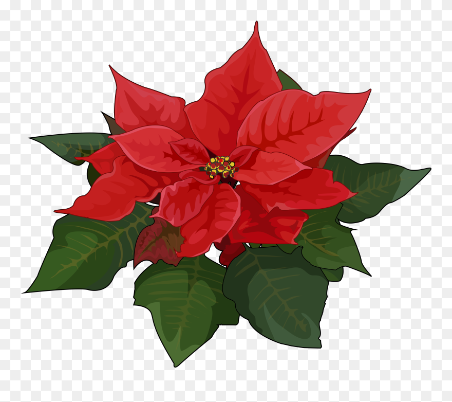 Transparent Pascuas Png - Transparent Christmas Flowers Png Clipart