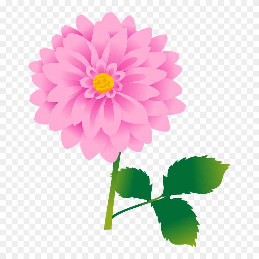Dahlia Flower Clipart - ダリア の 花 イラスト - Png Download