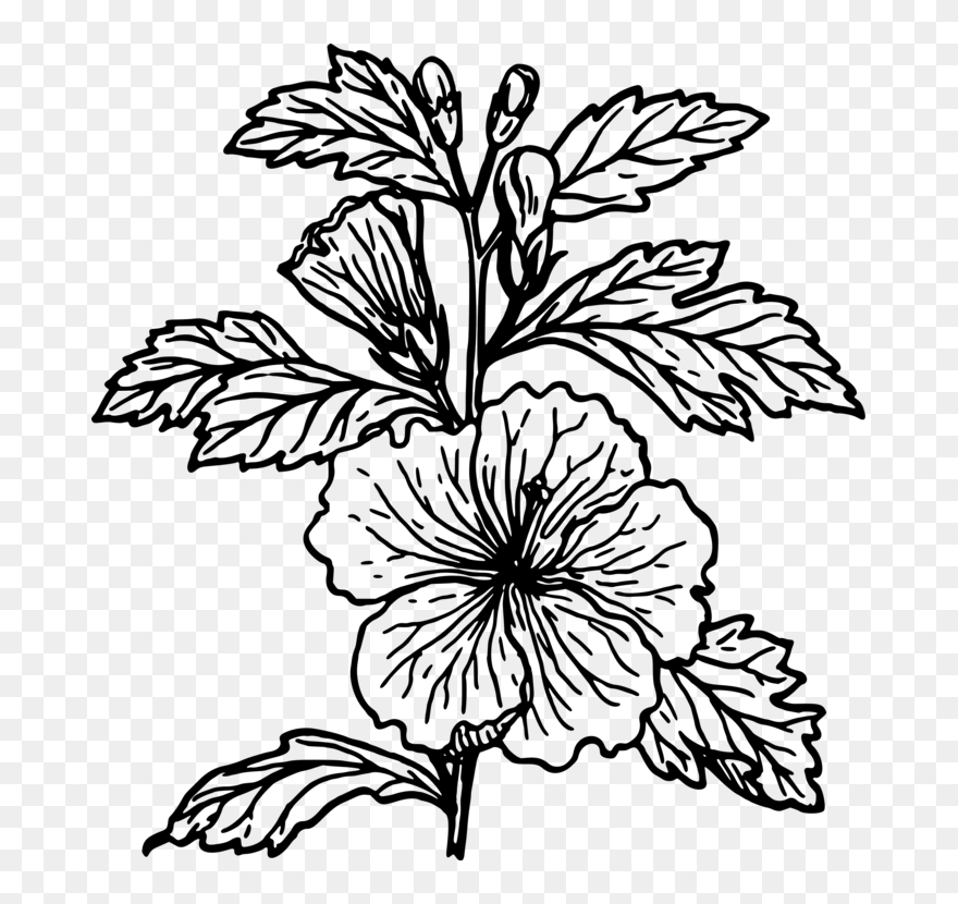 Collection Of Free Hibiscus Drawing Flower Download - Hibiscus Plant Black And White Clipart