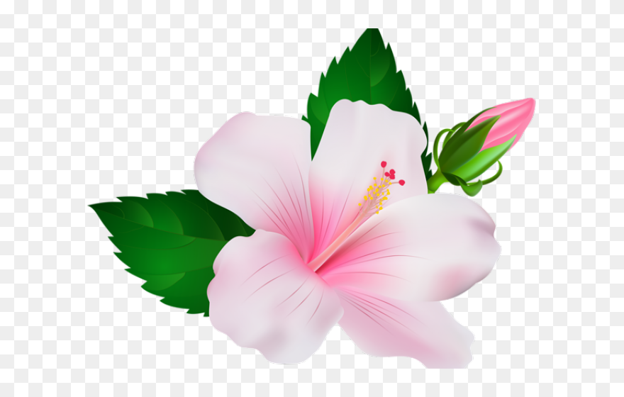 Transparent Hibiscus Clipart Png - Pink Hibiscus Flower Png