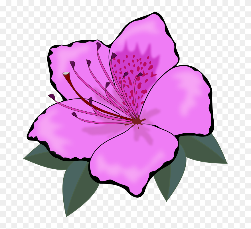 Hibiscus Clipart Amarylli Flower - Orange Flower Clipart - Png Download