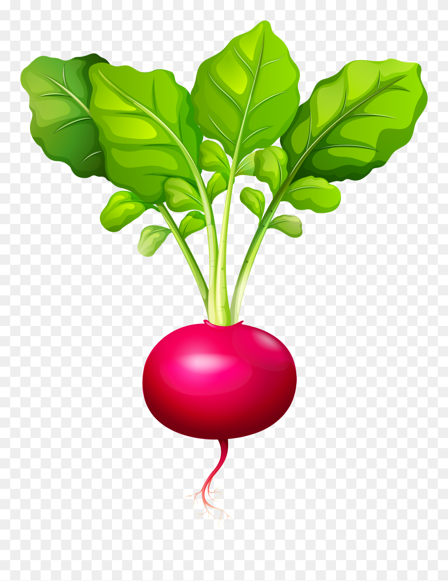 Lettuce Clipart Clip Art - Png Download