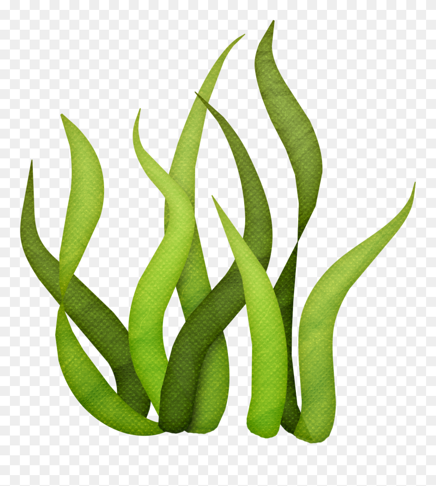 Seaweed Drawing Clip Art - Png Download