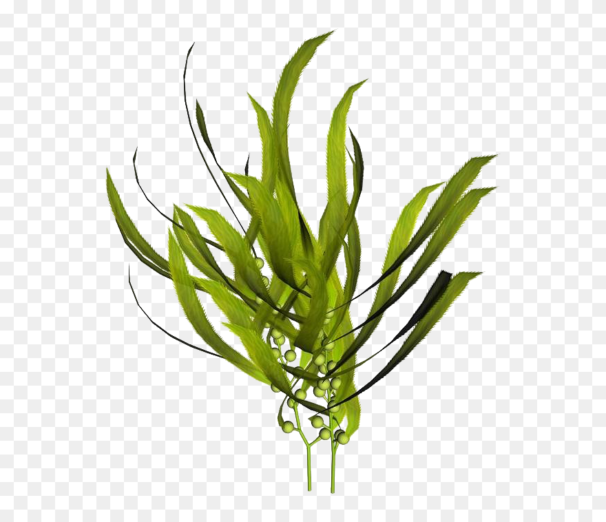 Macrocystis Pyrifera Kelp Seaweed Mineral - Sea Kelp Extract Clipart