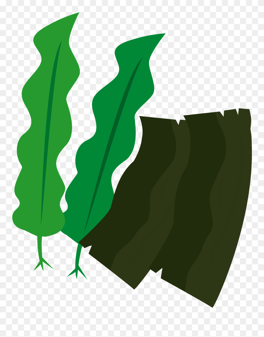 フリー 海藻 類 イラスト Clipart