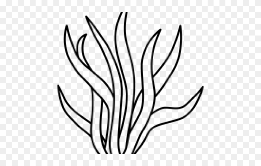 Drawing Of A Seaweed Clipart