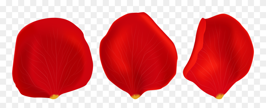 Transparent Red Tulip Png - Transparent Rose Petals Clipart