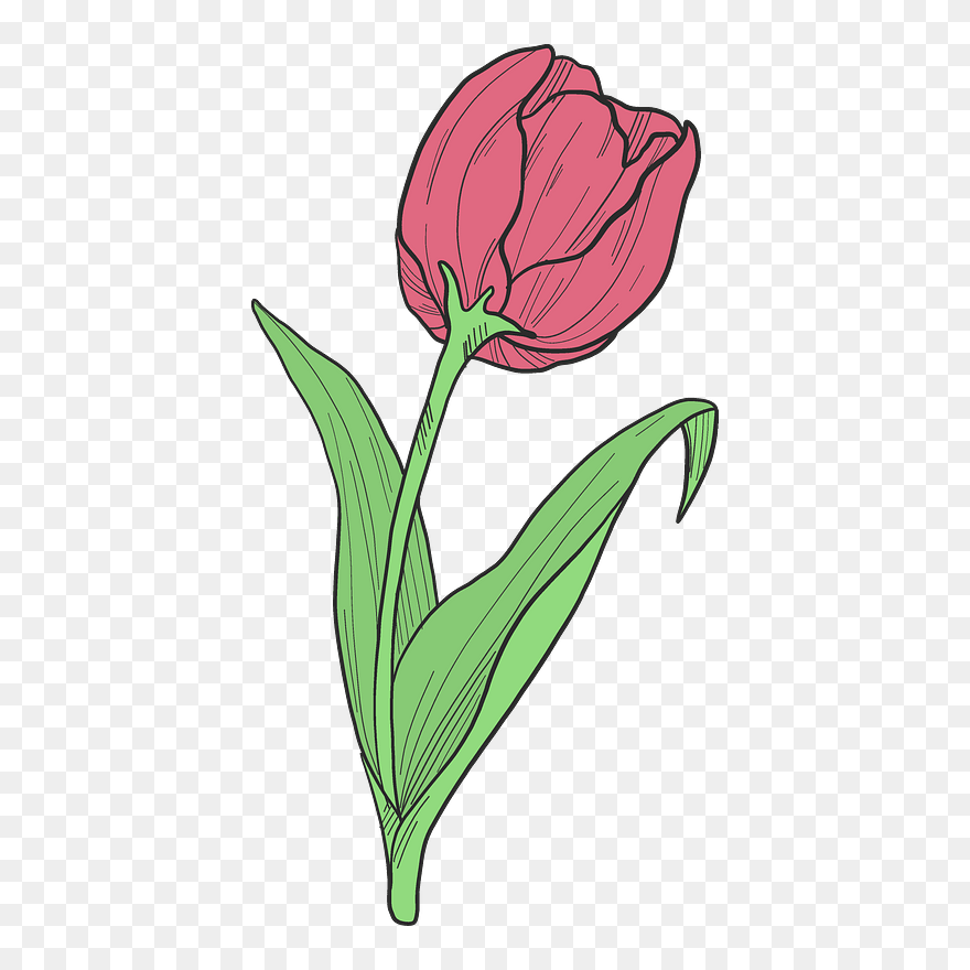 Red Tulip Clipart - Orris Root - Png Download