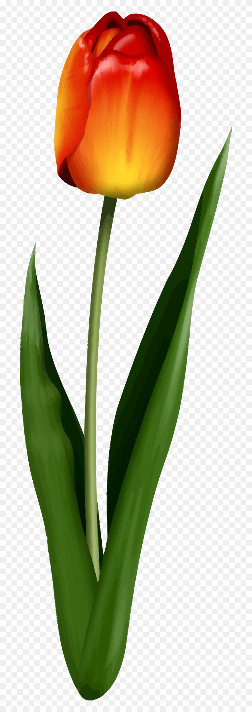 Transparent Tulips Clipart - Tulip - Png Download
