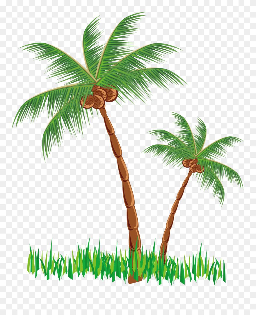 Coconut Clipart Tree - Coconut Tree Clipart Png Transparent Png