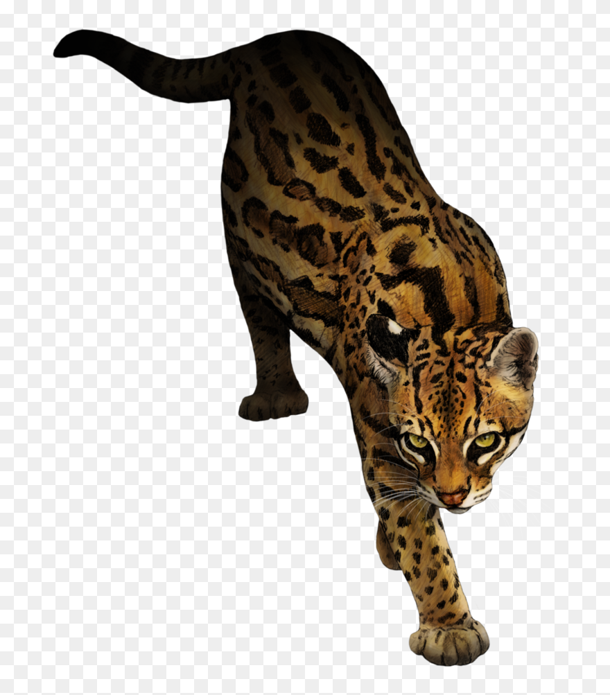 Ocelot Clipart No Background & Free Clip Art Images - Ocelot Transparent Background - Png Download