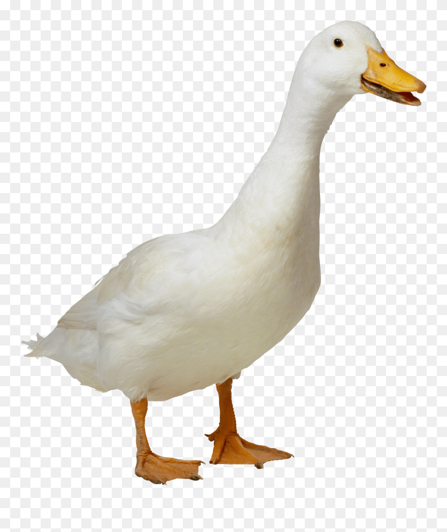 Duck Png Clipart